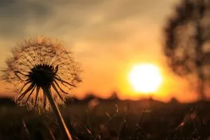 Pusteblume vor einem Sonnenuntergang. Stimmungsvolles Bild, das den Totensonntag symbolisiert. 