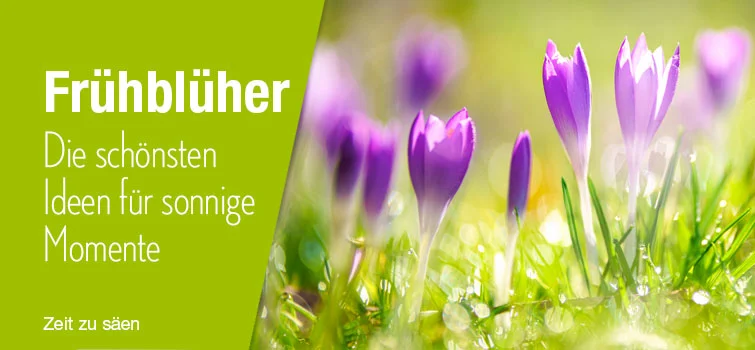 Frühblüher und mehr für den Frühling