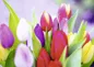 Preview: Alster-Karte Nr. 78: Tulpen mit Texteindruck