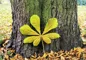 Preview: Ewigkeitskarte Baum (10 St.)