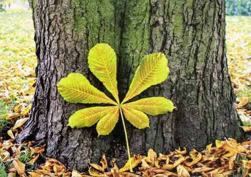 Ewigkeitskarte Baum (10 St.)