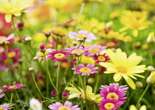 Preview: Alster-Karte Nr. 151: Blumenpracht mit Texteindruck