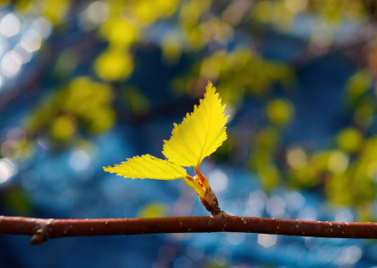 Preview: Alster-Karte Nr. 24: Licht Preview: Alster-Karte Nr. 24: Licht