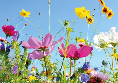 Preview: Alster-Karte Nr. 45: Sommerwiese