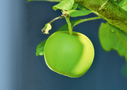 Preview: Alster-Karte Nr. 74: Psalm 103