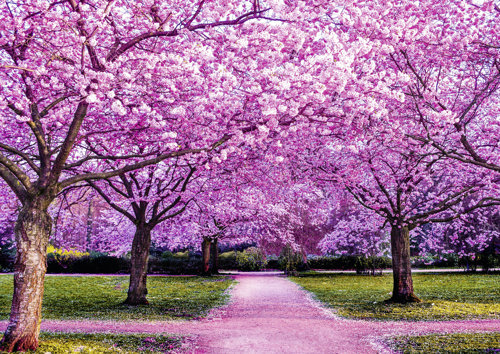 Preview: Alster-Karte Nr. 84: Sprichwörter 16,9