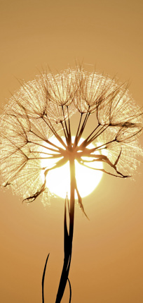 Preview: PC-Ewigkeitskarte (10 St.), Motiv: Sonne