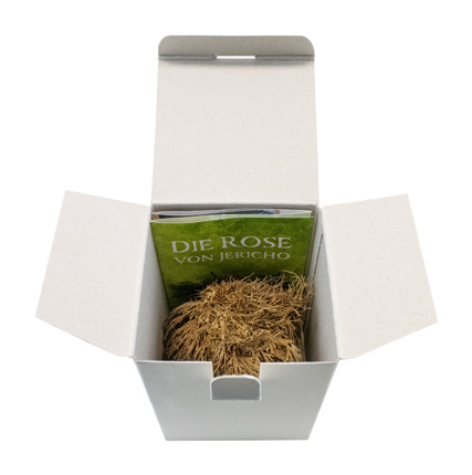 Preview: Rose von Jericho