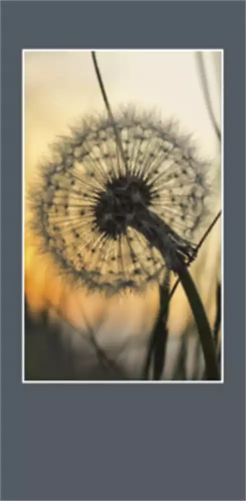 PC-Ewigkeitskarte (10 St.) Fotomotiv Pusteblume