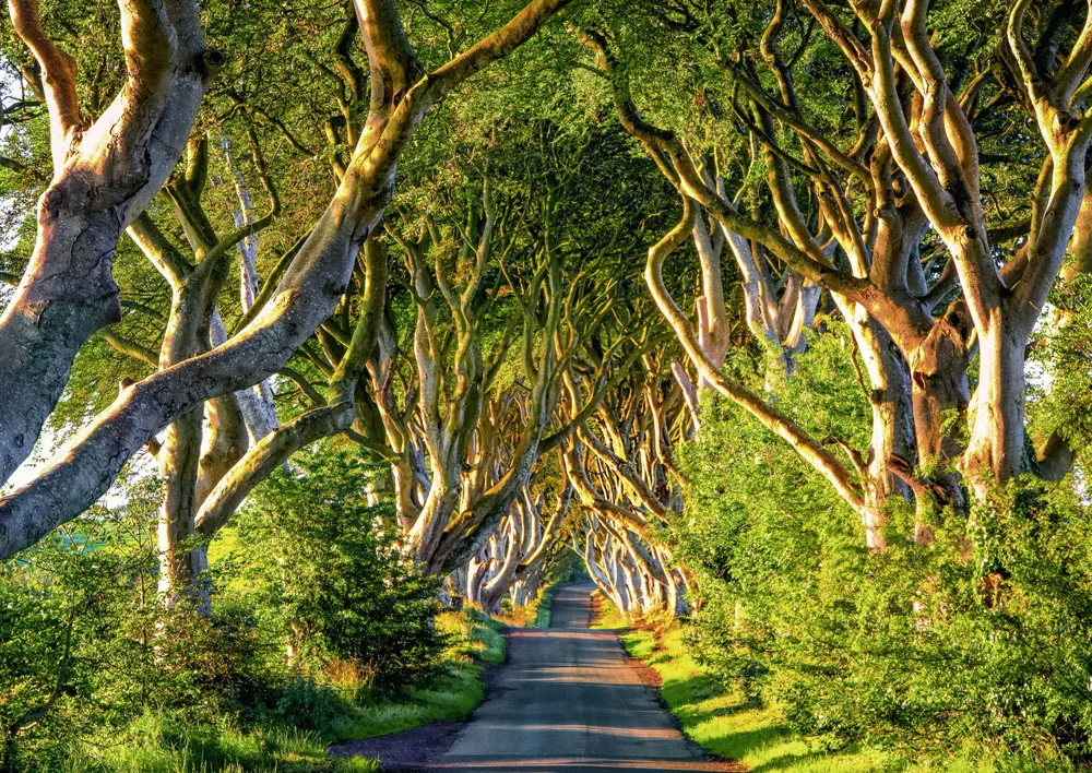 Alster-Karte Nr. 145: Weg