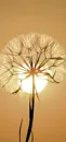 PC-Ewigkeitskarte (10 St.), Motiv: Sonne